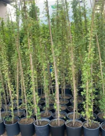 Cairo Morning Glory Seedlings