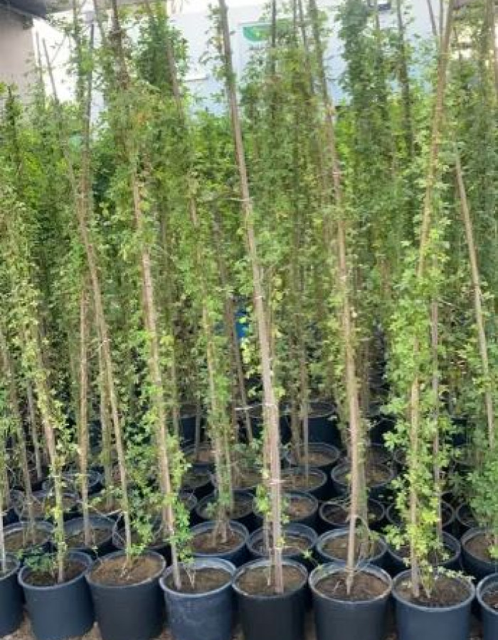 شتلات ست الحسن 