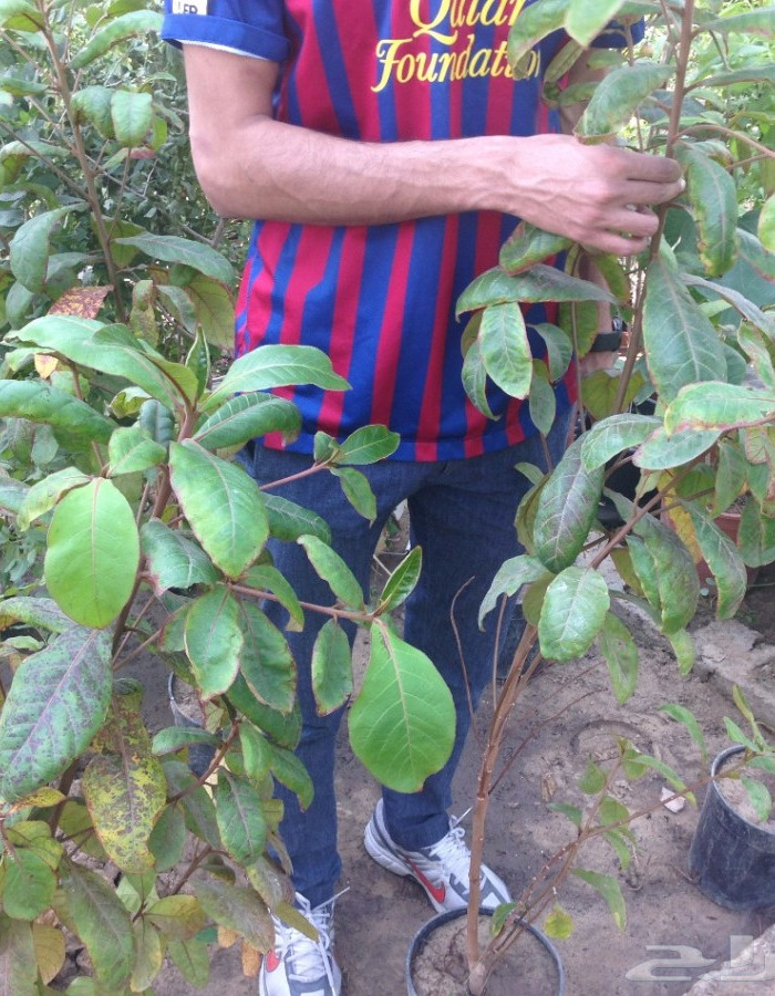 شتلات لوز بجلي  شتلات لوز بجلي