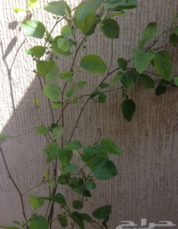 شتلة توت شامي للبيع شتلة توت شامي للبيع