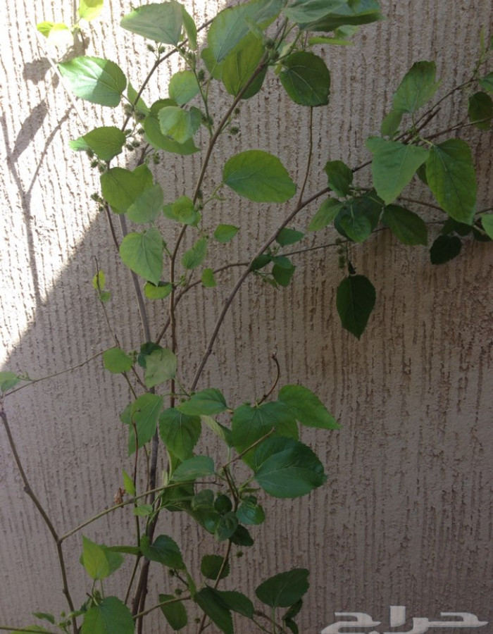 شتلة توت شامي للبيع شتلة توت شامي للبيع