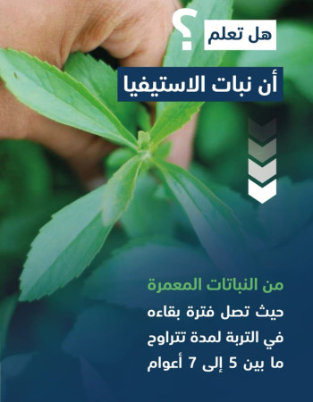 نبات ستيفيا للبيع