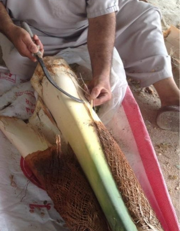 قلب نخل - جذب نخل - لب نخل - جمار نخل - شحم نخل للبيع قلب نخل - جذب نخل - لب نخل - جمار نخل - شحم نخل للبيع