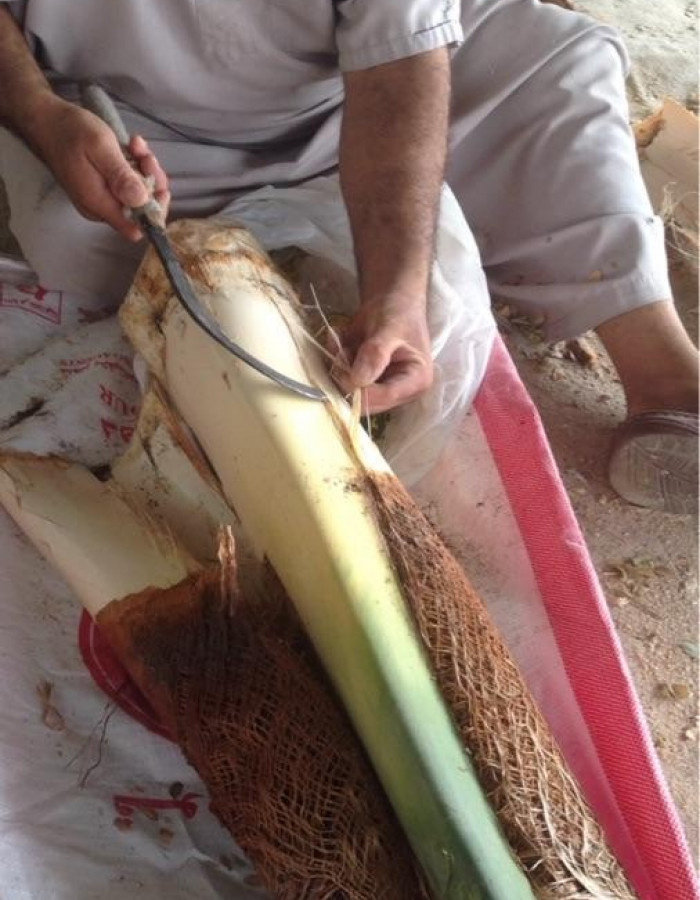 قلب نخل - جذب نخل - لب نخل - جمار نخل - شحم نخل للبيع قلب نخل - جذب نخل - لب نخل - جمار نخل - شحم نخل للبيع