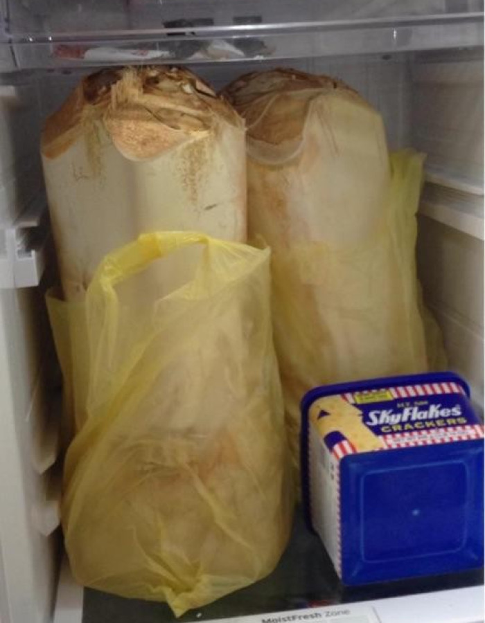 قلب نخل - جذب نخل - لب نخل - جمار نخل - شحم نخل للبيع قلب نخل - جذب نخل - لب نخل - جمار نخل - شحم نخل للبيع