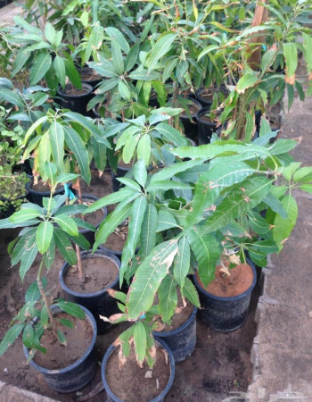 شتلات مانجو للبيع  شتلات مانجو للبيع