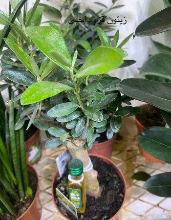 شتلات زيتون داخلي شتلات زيتون داخلي