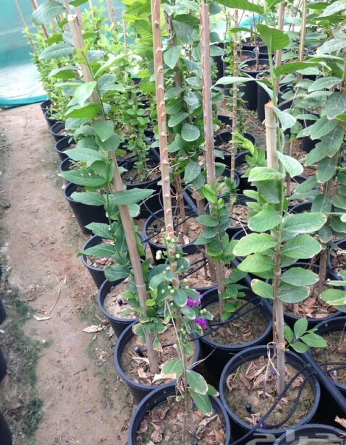 شتلات تمر حناء  شتلات تمر حناء