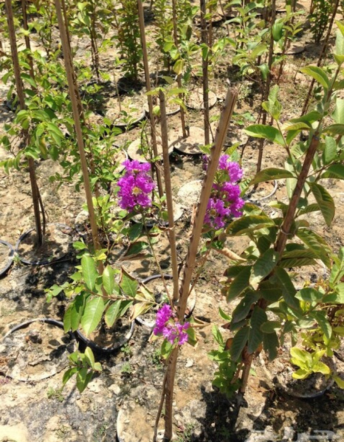 شتلات تمر حناء  شتلات تمر حناء