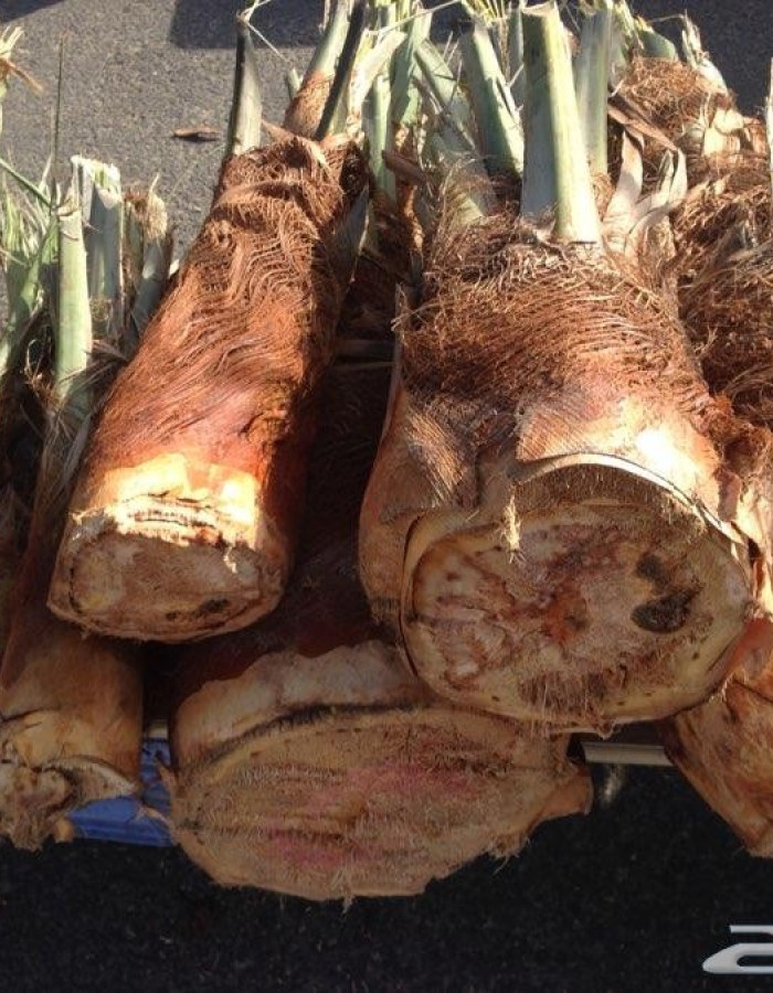 قلب نخل - جذب نخل - لب نخل - جمار نخل - شحم نخل للبيع قلب نخل - جذب نخل - لب نخل - جمار نخل - شحم نخل للبيع