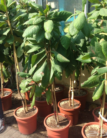 شتلات لوز بجلي  شتلات لوز بجلي