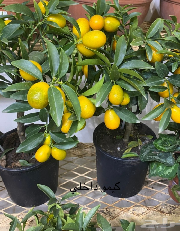 كيموكوات داخلي قزمي  كيموكوات داخلي قزمي