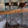 Ring-necked Pheasant for Sale
