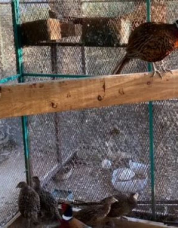 Ring-necked Pheasant for Sale