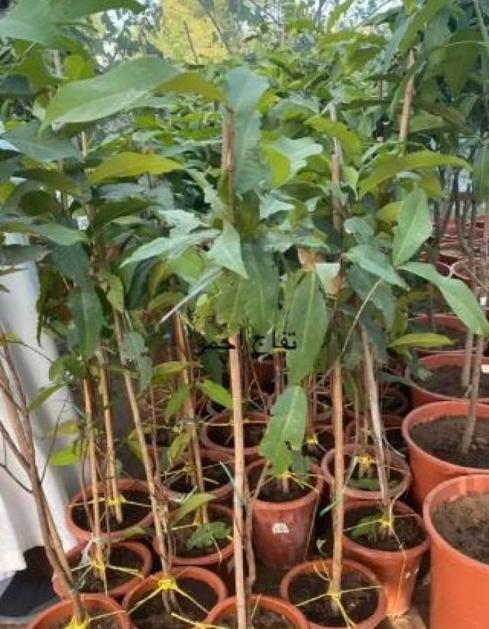 Handmade Pottery Money Box