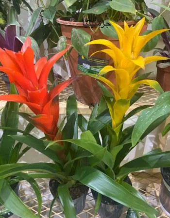 Guzmania 