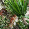 Yucca 