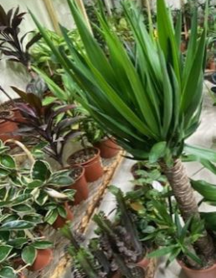 Yucca 