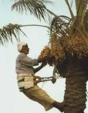 كر نخل للبيع