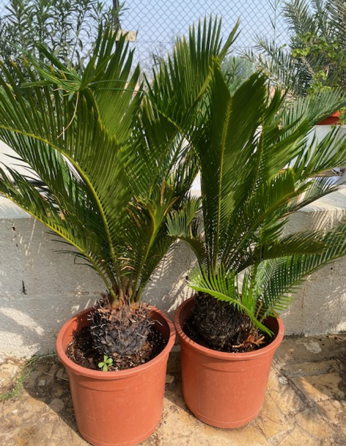 سايكس  سايكس