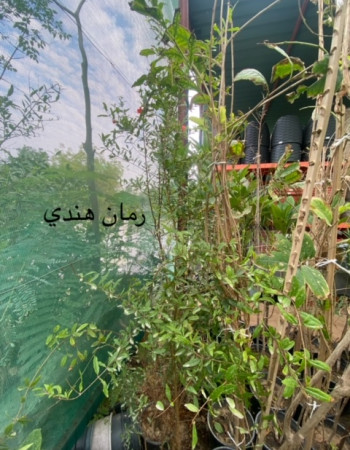 شتلات رمان هندي شتلات رمان هندي