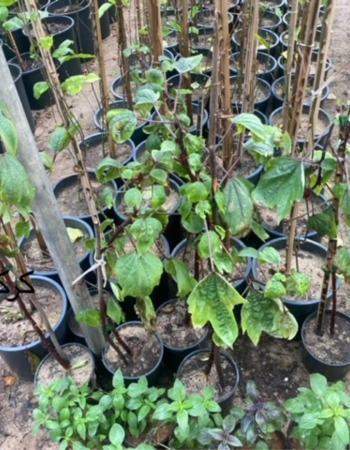 شتلات كركدية شتلات كركدية