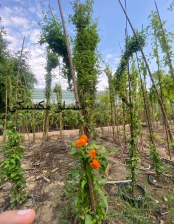 متسلقة الشعلة المكسيكية متسلقة الشعلة المكسيكية