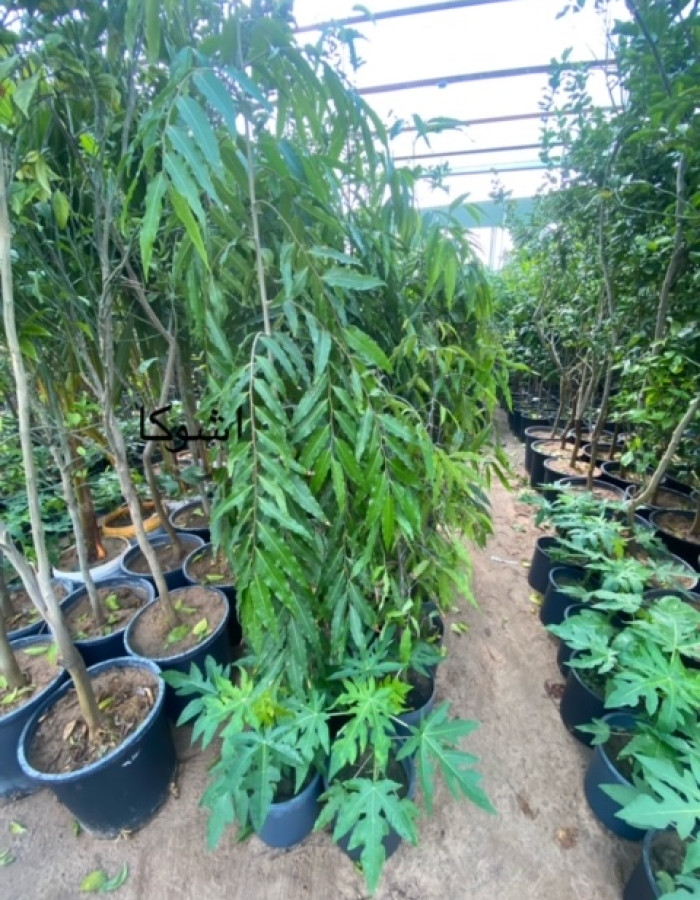 شجرة اشوكا شجرة اشوكا