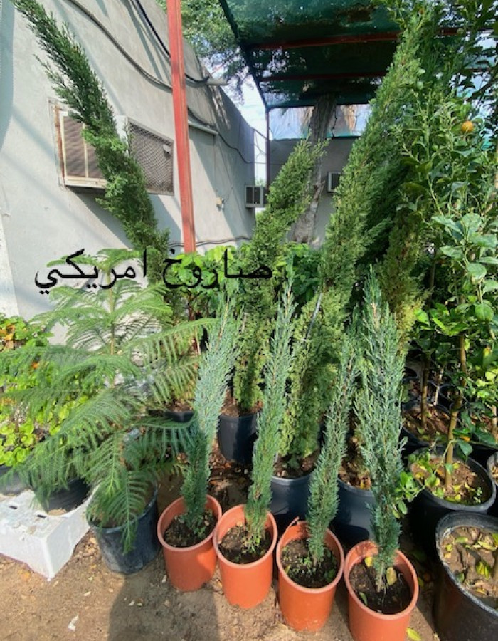 سرو امريكي سرو امريكي
