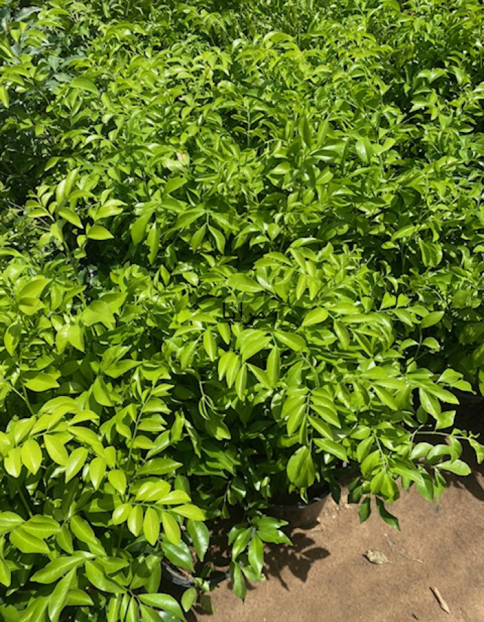 شتلات ياسمين مورايا  شتلات ياسمين مورايا