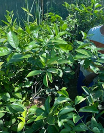 Valencia Orange Seedling 
