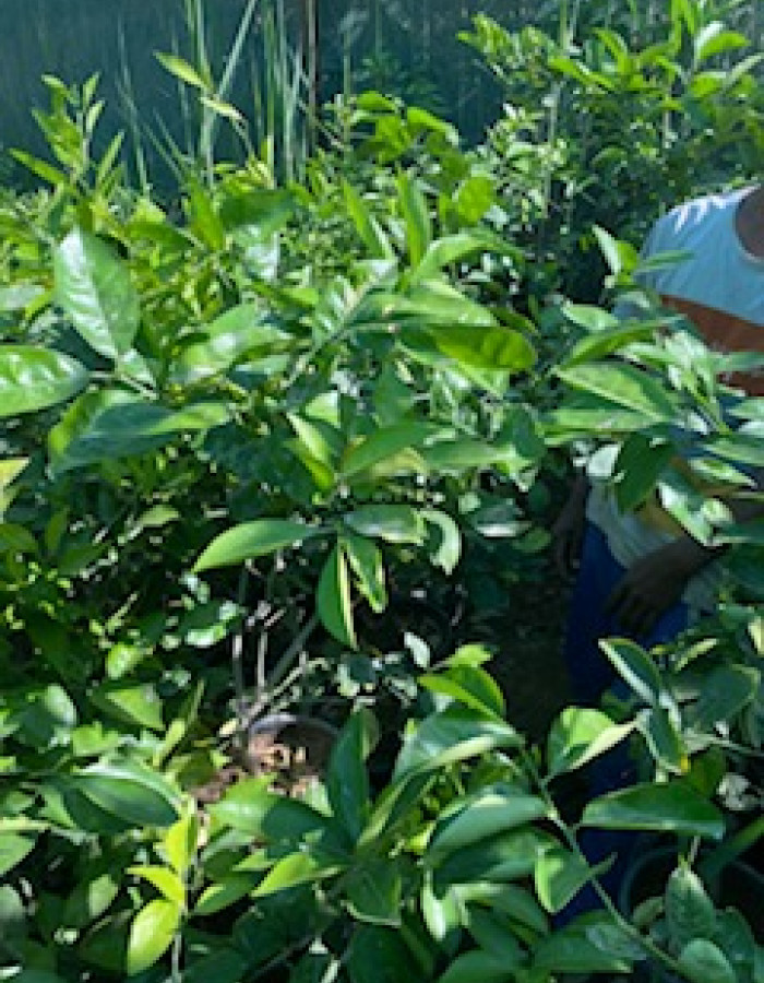 Valencia Orange Seedling 