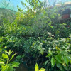 Palestinian sweet lime seedlings Palestinian sweet lime seedlings
