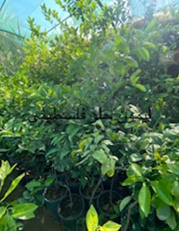 شتلات ليمون فلسطيني شتلات ليمون فلسطيني