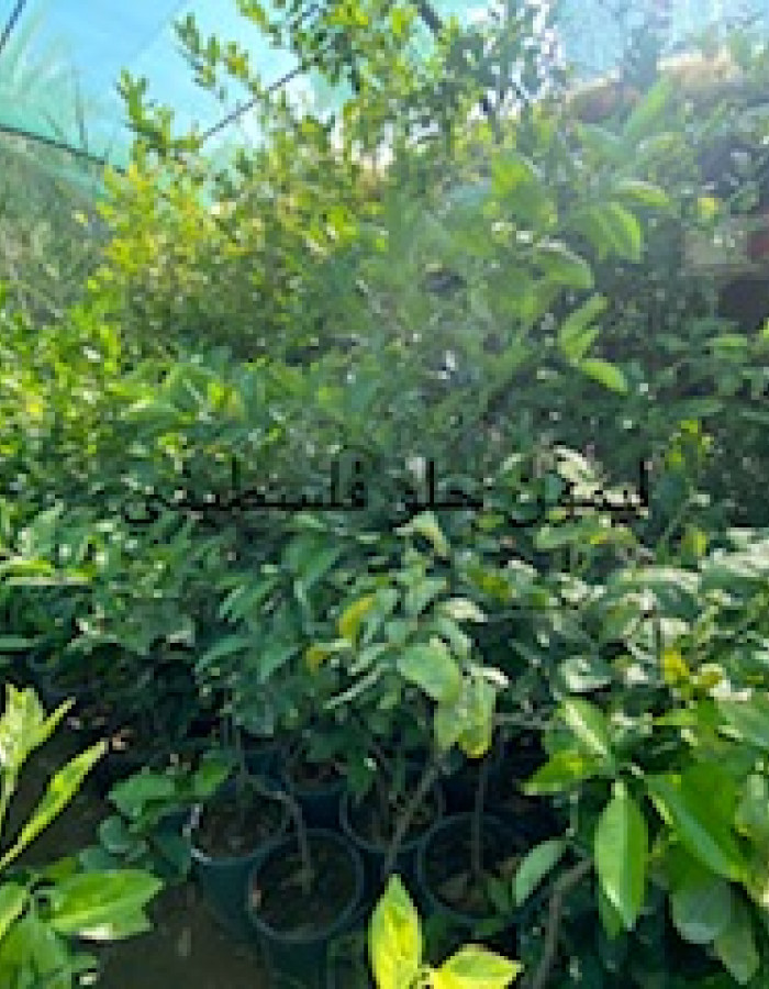 Palestinian sweet lime seedlings