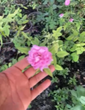 شتلة ورد محمدي 