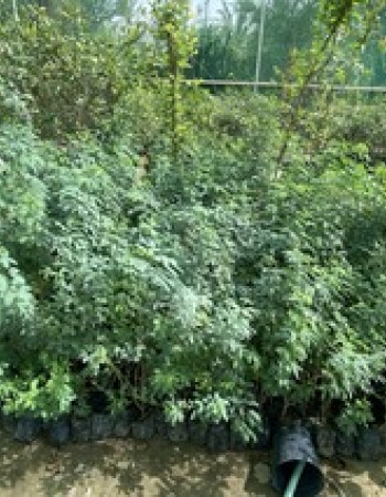 شتلة سمر  شتلة سمر