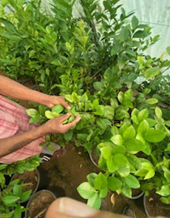 شجرة مندلينا شجرة مندلينا