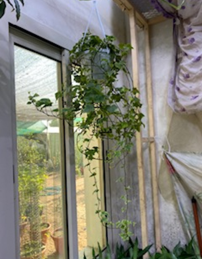 شتلات هيدرا علاقي شتلات هيدرا علاقي