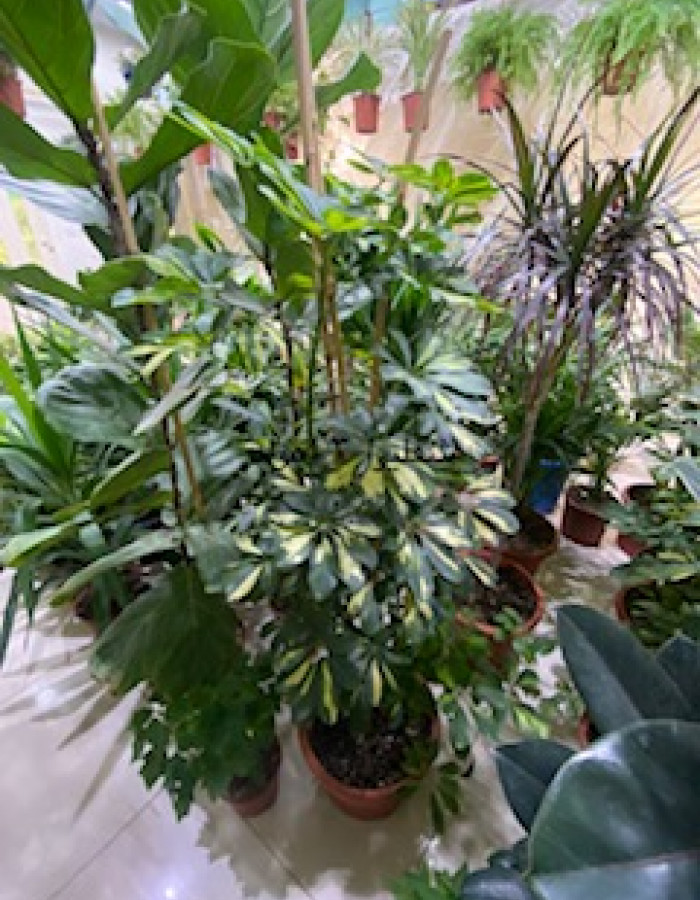 شفليرا  شفليرا