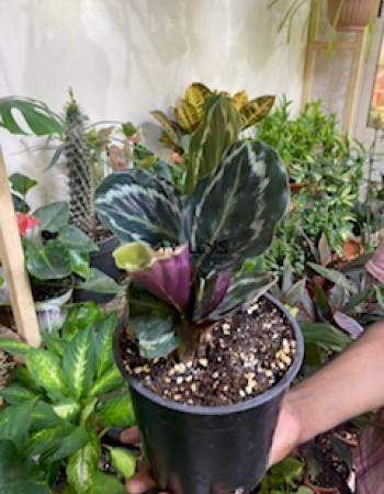 شتلات كلاثيا  شتلات كلاثيا