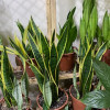 Sansevieria trifasciata  Sansevieria trifasciata