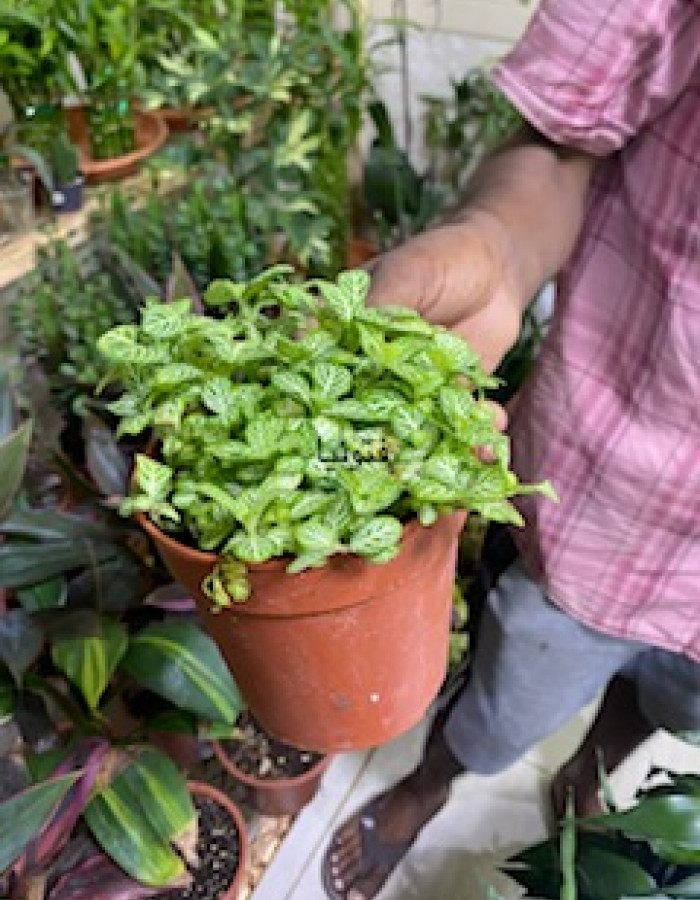 فيتونيا فيتونيا