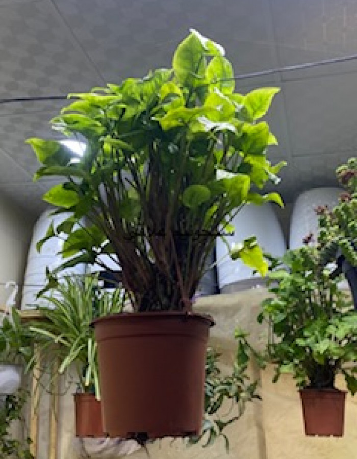 سنجونيوم علاقي  سنجونيوم علاقي