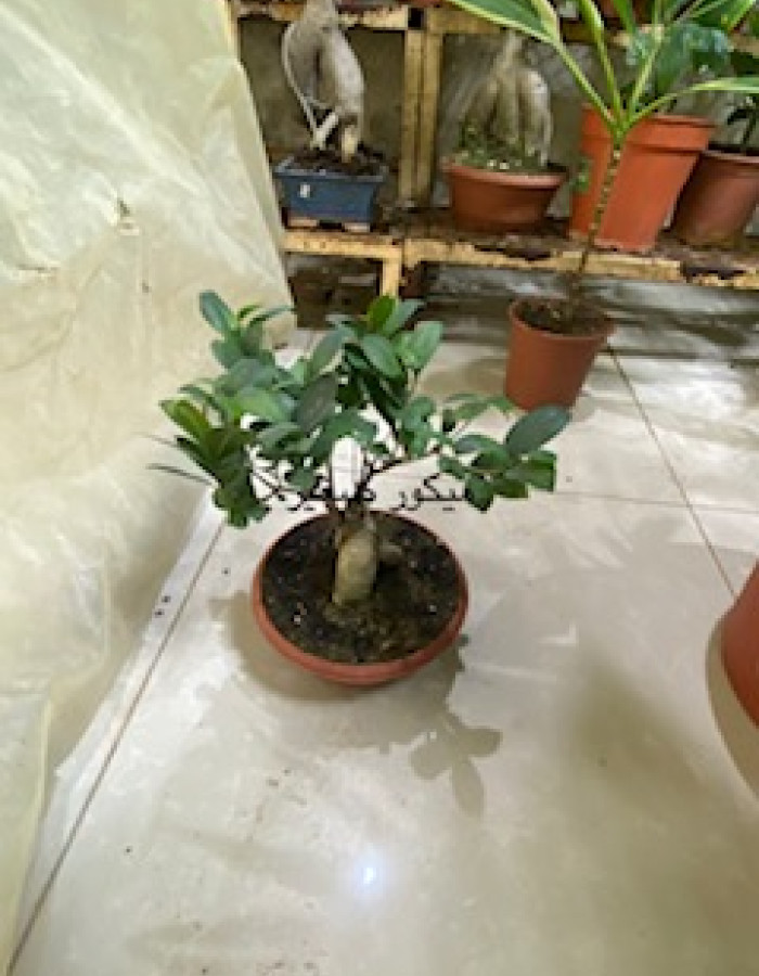 فيكس ميكروكاربا  فيكس ميكروكاربا