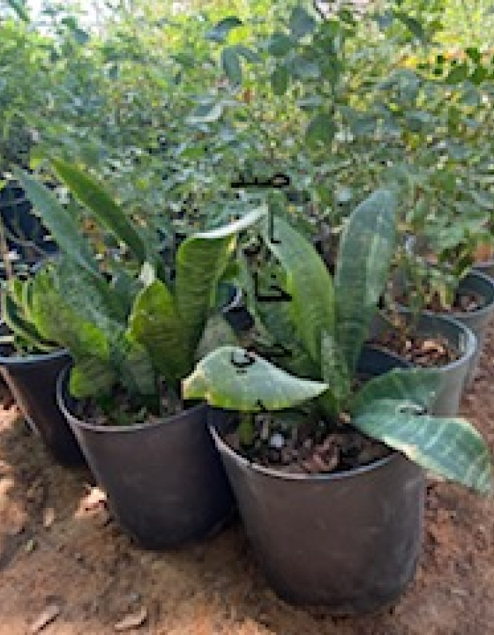 صبار جلد النمر والحوت خارجي  صبار جلد النمر والحوت خارجي