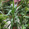 Yucca 