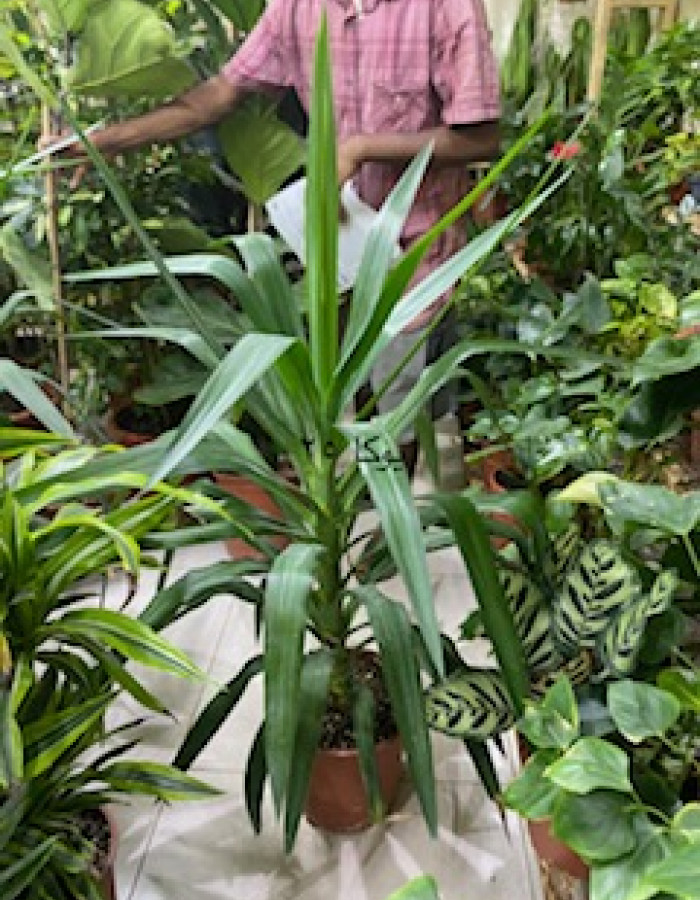 Yucca Yucca