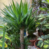 Yucca 