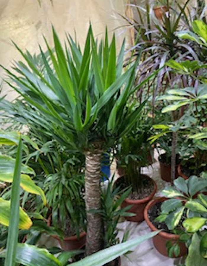 Yucca Yucca